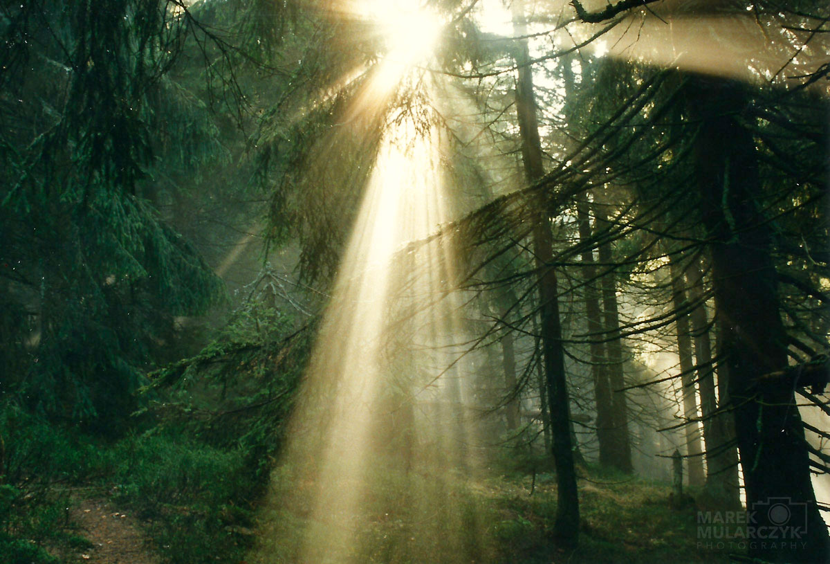 Sun shinning through the forest of Gorce